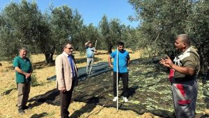 Kaymakam İlyas Memiş, zeytin hasadı yaptı