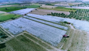 Kınık'ta pamuk hasadı başladı! 22 bin ton rekolte bekleniyor