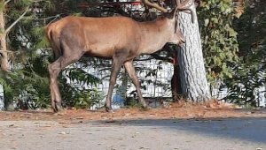 Manisa'da okul bahçesindegeyik girdi