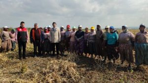 Manyas'ta 'Kazak fasulyesi' hasadı başladı