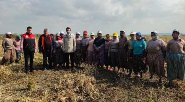 Manyas'ta 'Kazak fasulyesi' hasadı başladı