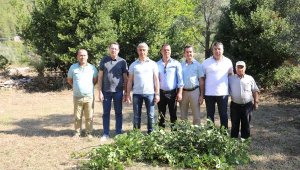 Marmaris'te köylülere defne yaprağından 2 milyon lira ek kazanç