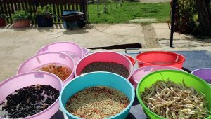 Muğla'da önümüzdeki yılın ata tohumlarını dağıtıma hazırlanıyor