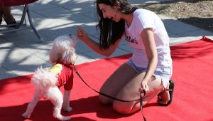 Narlıdere'de can dostlara özel festival; Pati-Fest