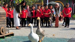 Okulun bahçesinde mini hayvanat bahçesi! Görerek öğreniyorlar