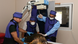 Tekne pervanesi çarptı, kırıkları var