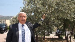 Türkiye'nin sofralık zeytin ihracatı 110 bin tona ulaştı