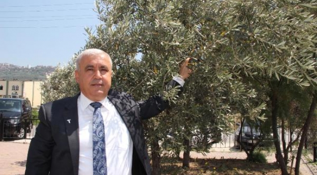 Türkiye'nin sofralık zeytin ihracatı 110 bin tona ulaştı