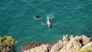 Yavru Akdeniz Foku ölü bulundu