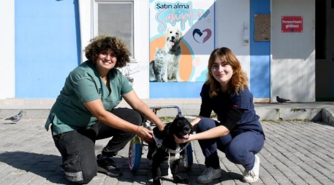 Yürüteçle hayata tutundu, yeni yuva bekliyor