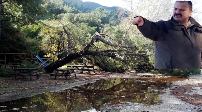 8 ağaç kestiren Milli Parkı Müdürü görevden alındı