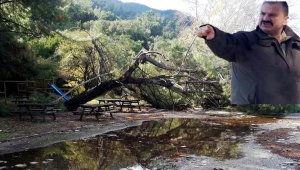 8 ağaç kestiren Milli Parkı Müdürü görevden alındı