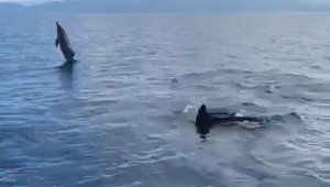 Akbük Koyu'nda yunus sürüsü görüntülendi