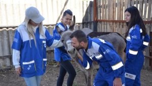 Aydın'da kaçak kesimden kurtarılan 6 hayvanı HAYTAP sahiplendi