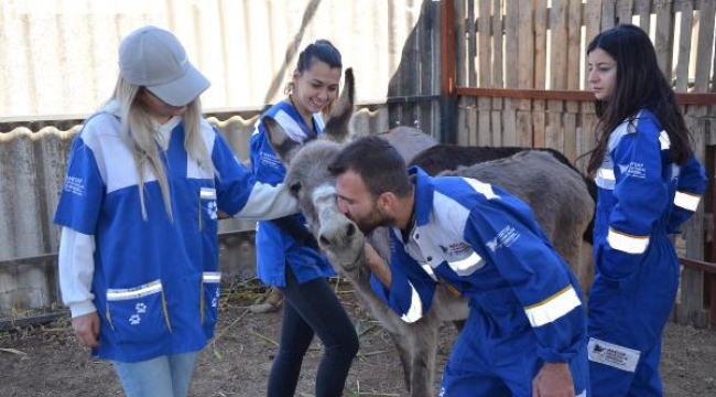 Aydın'da kaçak kesimden kurtarılan 6 hayvanı HAYTAP sahiplendi