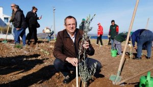 Ayvalık Belediyesi öncülüğünde Dünya Zeytin Ağacı Günü kutlandı