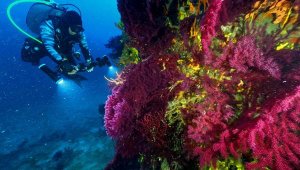 Ayvalık'ın sualtı güzelliğini dünyaya tanıtacak etkinlik
