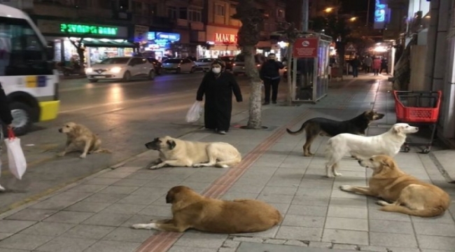 Belediyeler başıboş sokak hayvanlarını toplamalı