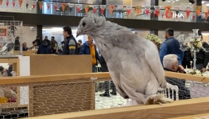 Bu güvercin 1 milyon liraya satıldı