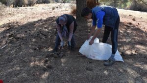 Çam fıstığı hasadı! Kilosu 1000 lira