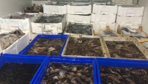 Çanakkale'de 1 ton deniz patlıcanı ele geçirildi