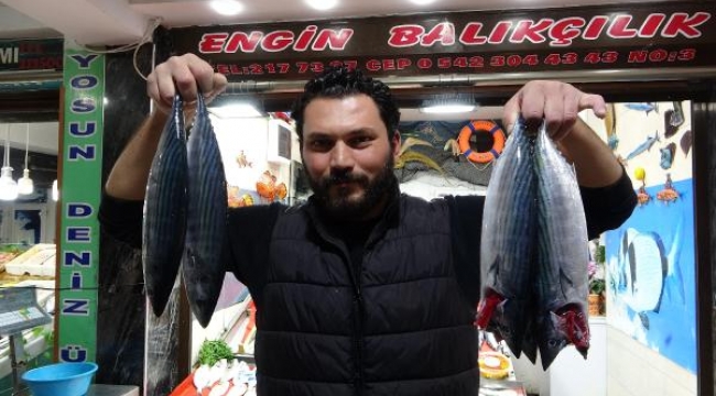 Çanakkale'de palamut bolluğu; tek seferde 2 bin balık ağlarda