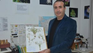 Egeli profesör yeni bitki türü keşfetti