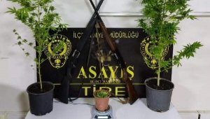 Evinin balkonunda Hint keneviri yetiştirdi