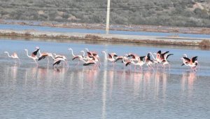 Flamingolar sulak alanda görsel şölen oluşturdu