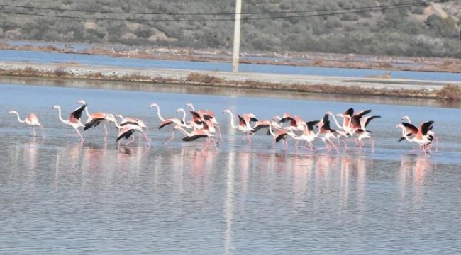 Flamingolar sulak alanda görsel şölen oluşturdu
