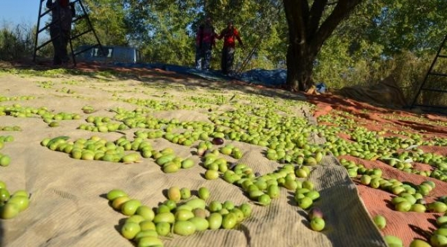 Genç ağaçlar meyve verdi, zeytin ihracatında rekor geldi