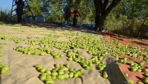Genç ağaçlar meyve verdi, zeytin ihracatında rekor geldi