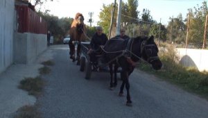Güreş develeri at arabası ve traktörlerle antrenman yapıyor
