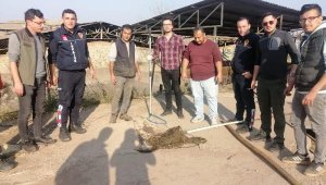 Havuza düşen tilki kurtarıldı