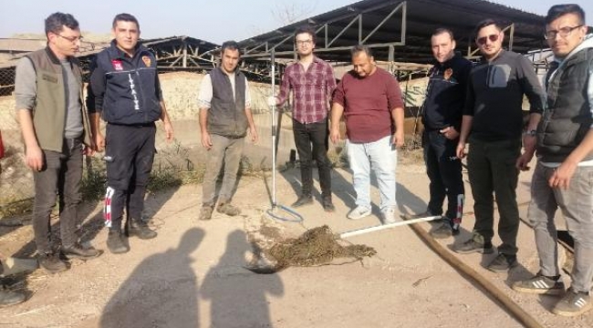 Havuza düşen tilki kurtarıldı