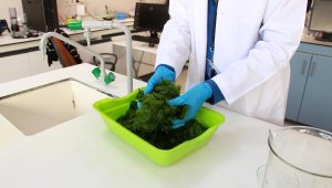 İzmir Körfezi'nin marulları para kazandıracak