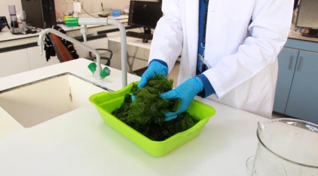 İzmir Körfezi'nin marulları para kazandıracak