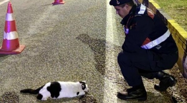 Jandarmanın yaralı bulduğu kedi Haybulans ekibine teslim edildi