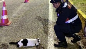 Jandarmanın yaralı bulduğu kedi Haybulans ekibine teslim edildi