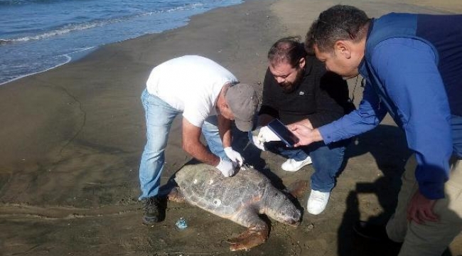 Kuşadası'nda 4 gün içinde 3 deniz kaplumbağası ölü bulundu