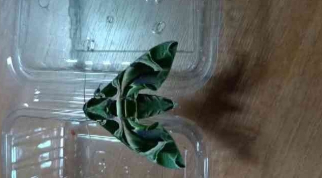 'Mekik kelebeği' İzmir'de görüntülendi