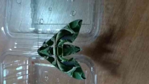 'Mekik kelebeği' İzmir'de görüntülendi