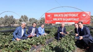 Muğla Valiliği öncülüğünde gerçekleşen çilek projesi büyüyor