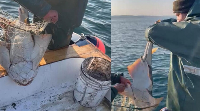 Nesli tehlikedeki köpek balığı denize bırakıldı