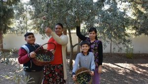Öğrenciyken diktiler, çocuklarıyla zeytin hasadı yaptılar