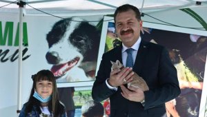 Sokak hayvanları gönüllülere zimmetlenecek