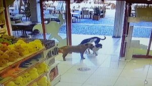 Sokak köpekleri, mağazadan oyuncak pelüş köpeği alıp götürdü