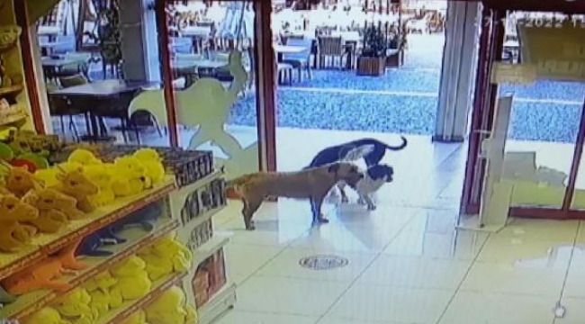 Sokak köpekleri, mağazadan oyuncak pelüş köpeği alıp götürdü
