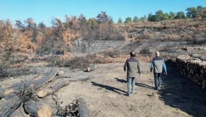 Soma'da ağustosta yanan ormanlar için 100 bin fidan dikilecek