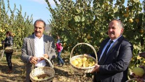 Üretimde dünya lideri olduğumuz ayvada hasat coşkusu